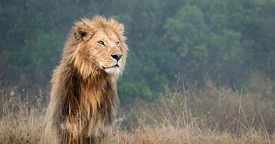 Master - African Lion, Ol Choro Conservancy, Masai Mara, Kenya, February 2017