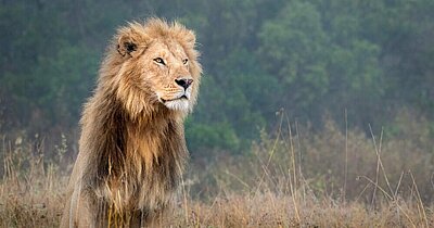 Master - African Lion, Ol Choro Conservancy, Masai Mara, Kenya, February 2017